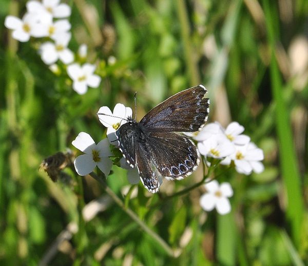 Scolitantides orion