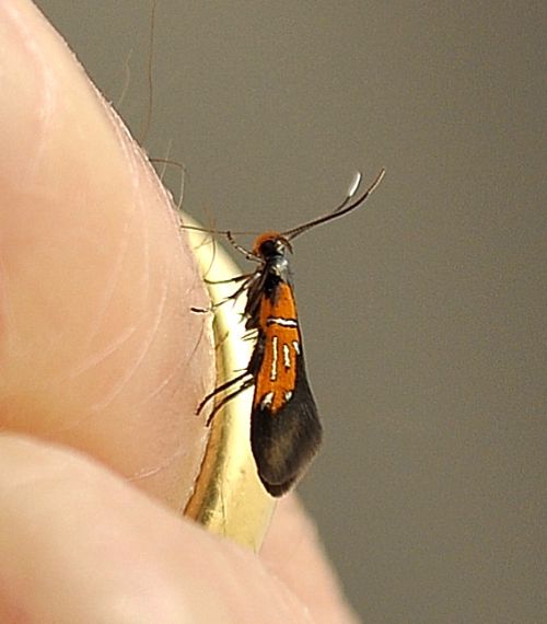 un micro - Schiffermuelleria schaefferella