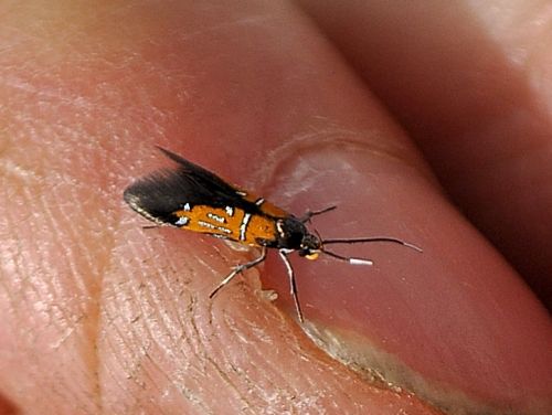 un micro - Schiffermuelleria schaefferella