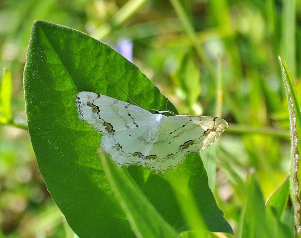 Scolitantides orion