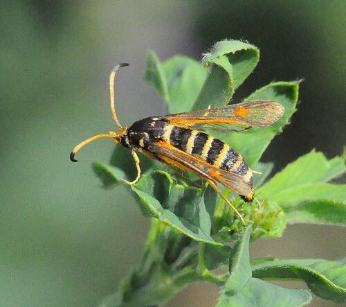 farfalle della madonna