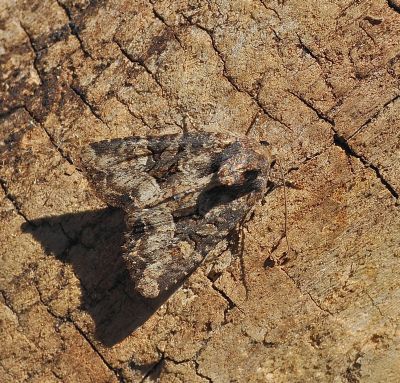 s.o.s - Mesapamea cf. secalis