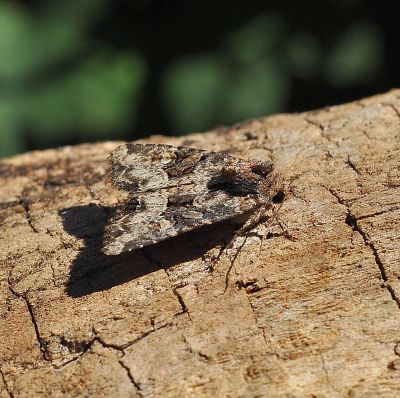 s.o.s - Mesapamea cf. secalis