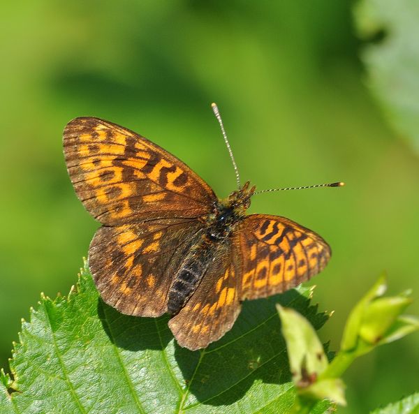 Boloria (Clossiana) thore