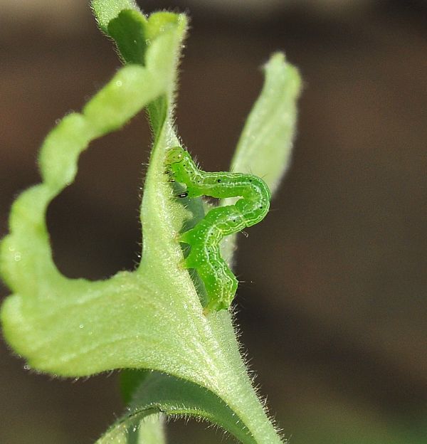 Aiuto id, se si pu - Chrysodeixis chalcites, Noctuidae Plusiinae