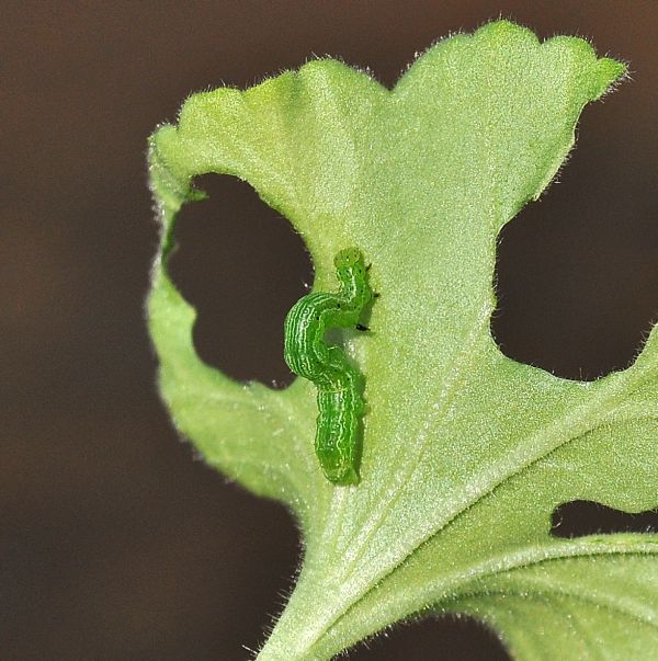 Aiuto id, se si pu - Chrysodeixis chalcites, Noctuidae Plusiinae