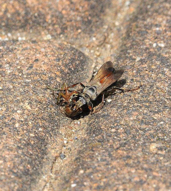 femmina di Sphex, Sphecidae