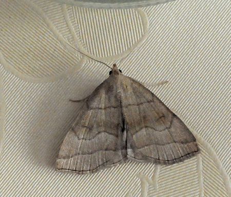 zanclognatha, herminia ???