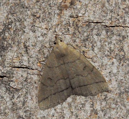 zanclognatha, herminia ???