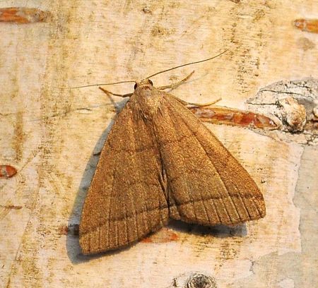 zanclognatha, herminia ???