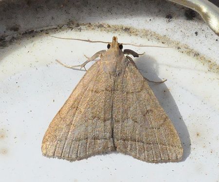 zanclognatha, herminia ???