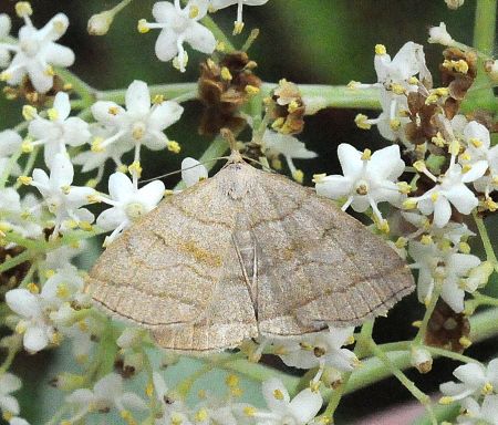 zanclognatha, herminia ???