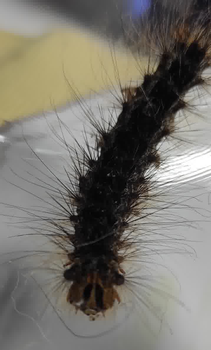 Riconoscimento bruco simile limantria