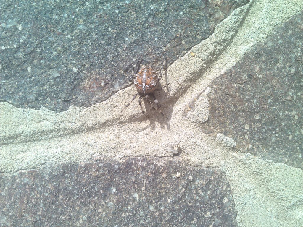 Araneus diadematus -