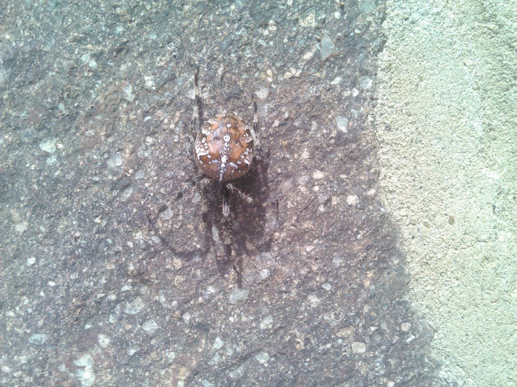 Araneus diadematus -