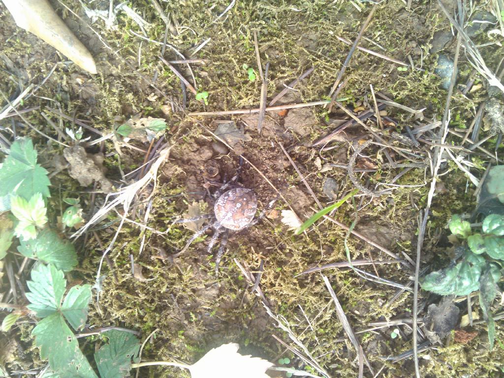 Araneus diadematus -