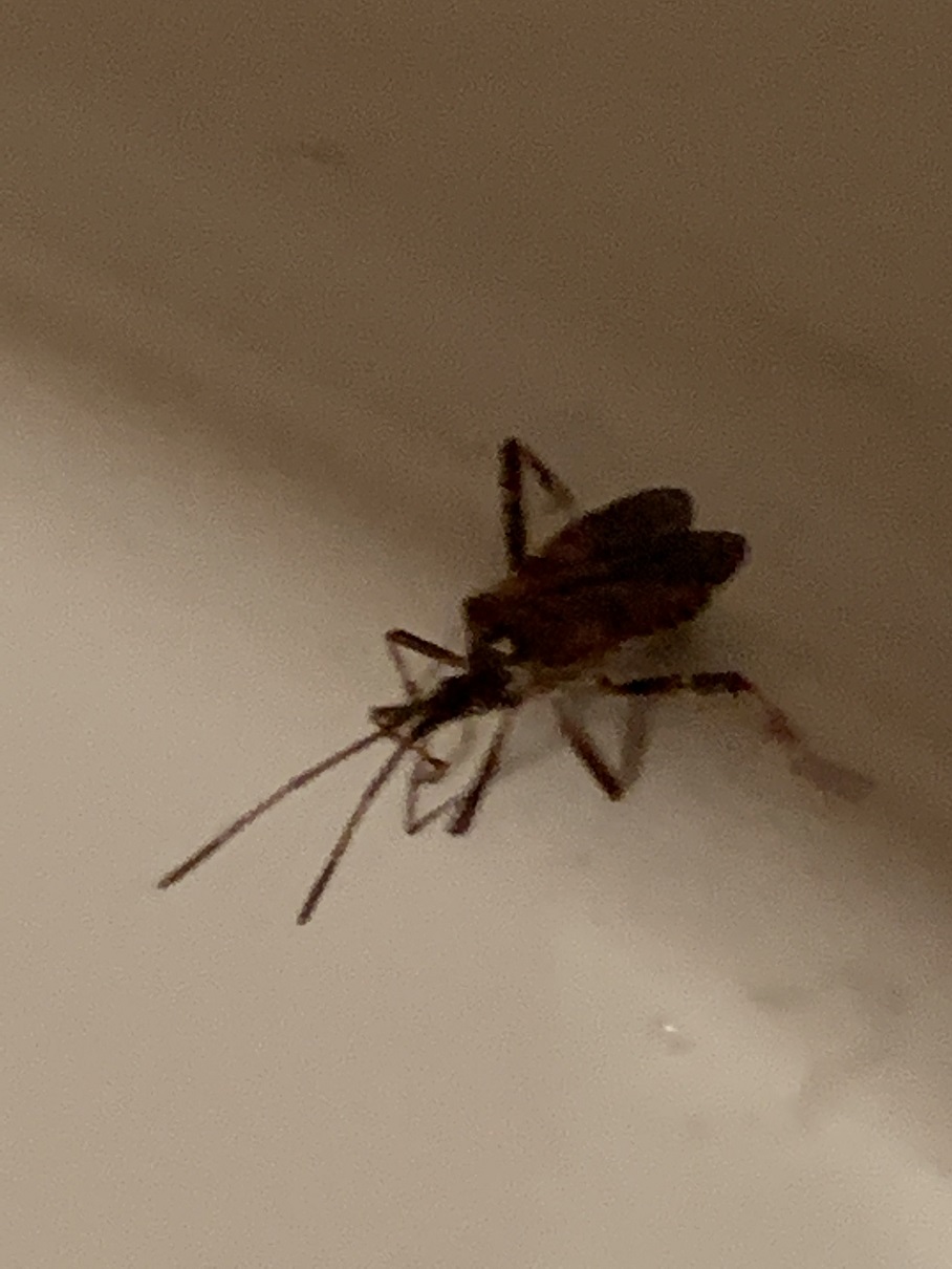 Coreidae: Leptoglossus occidentalis