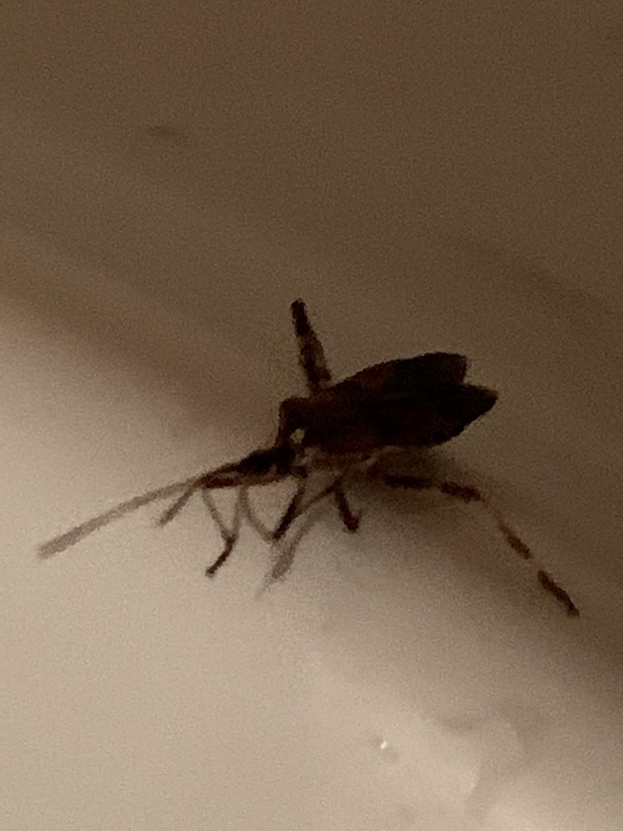 Coreidae: Leptoglossus occidentalis