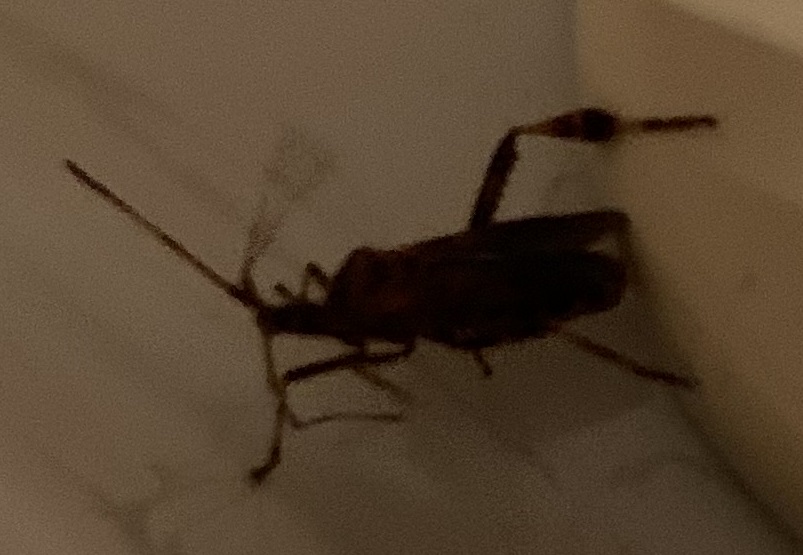 Coreidae: Leptoglossus occidentalis