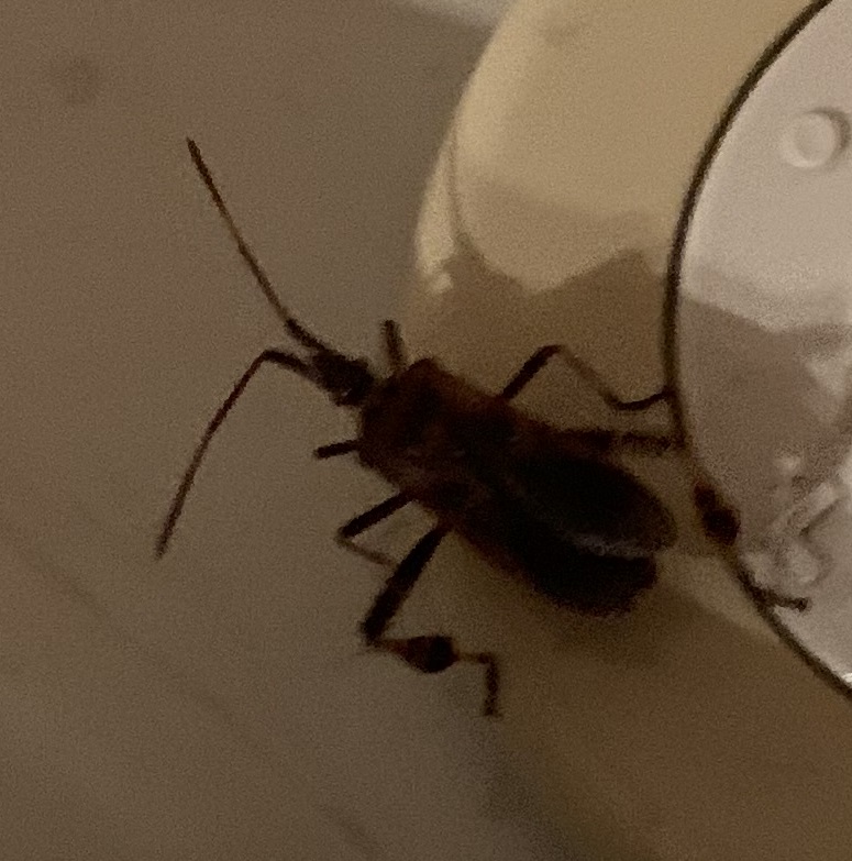 Coreidae: Leptoglossus occidentalis