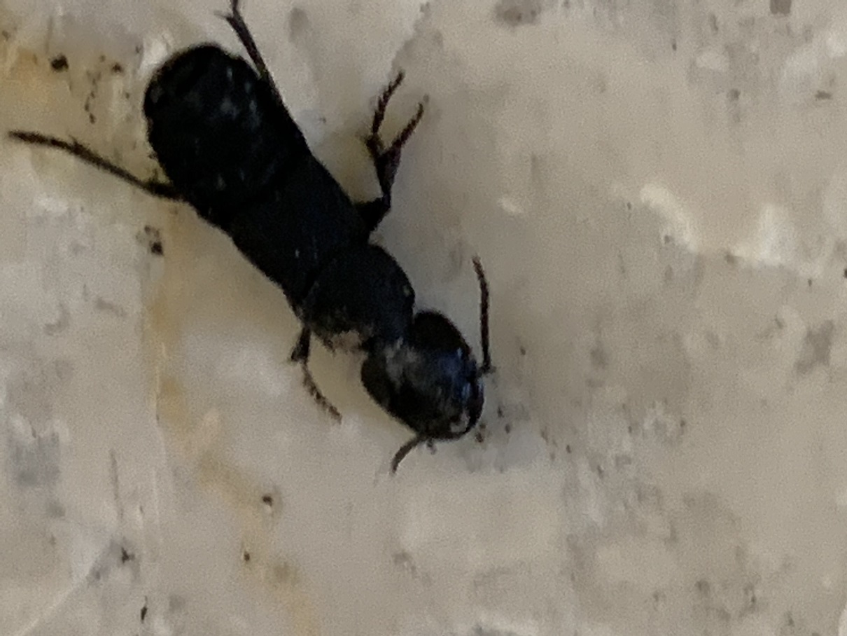 Staphylinidae invadenti