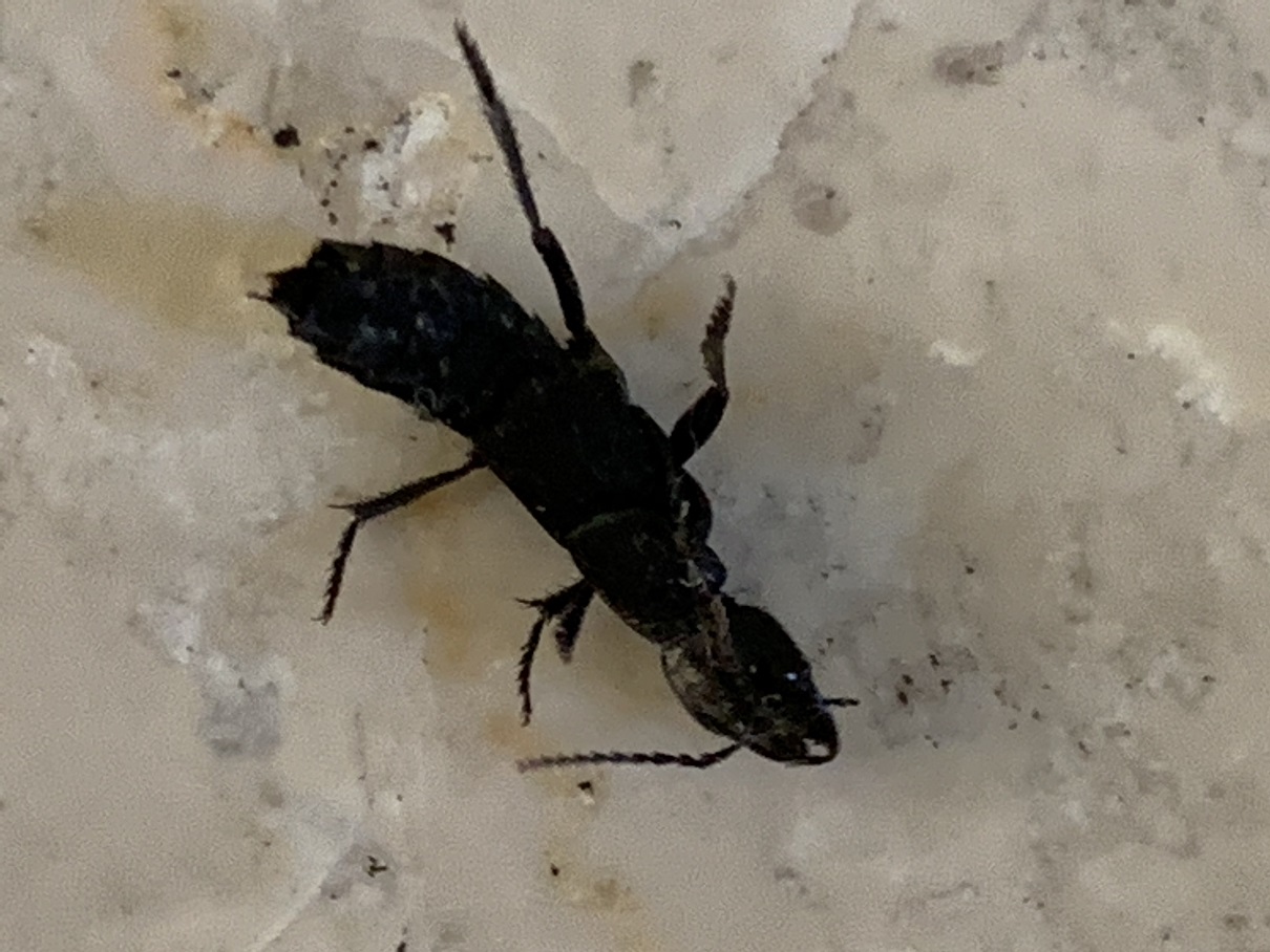 Staphylinidae invadenti