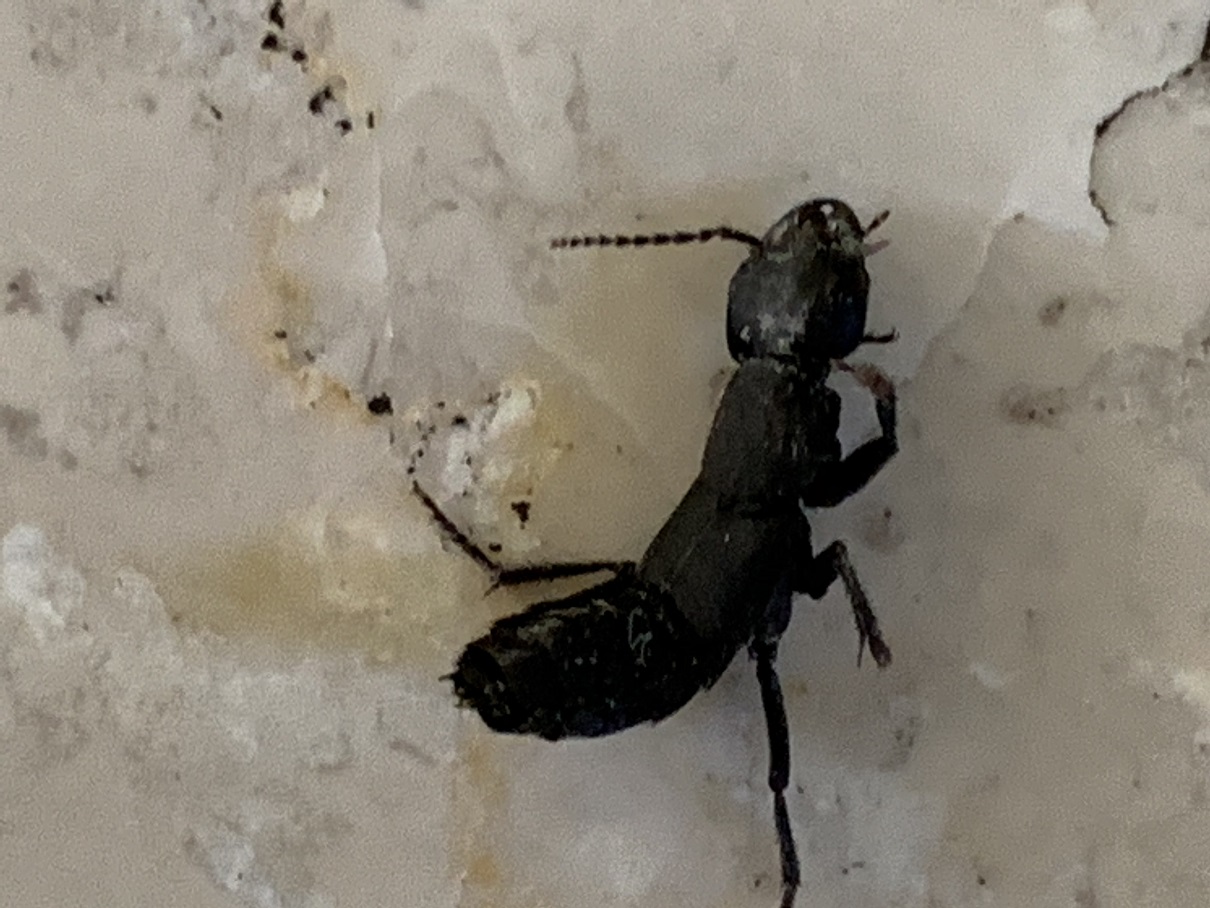 Staphylinidae invadenti