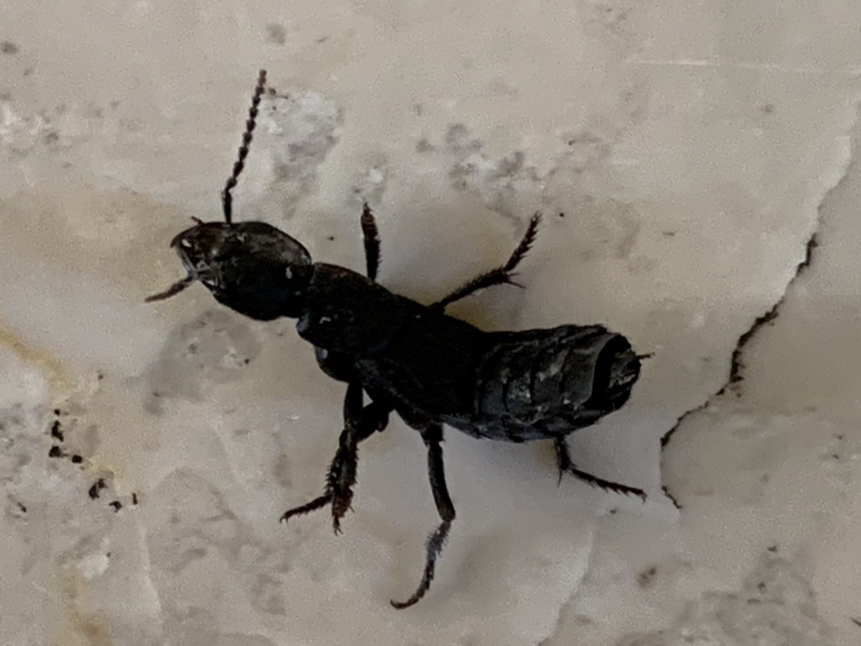 Staphylinidae invadenti