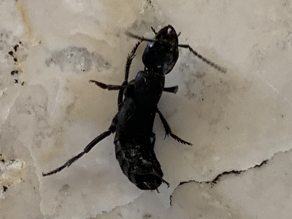 Staphylinidae invadenti