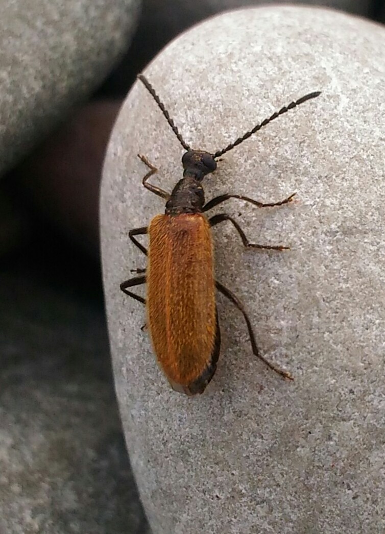 Coleottero Meloide? No, Tenebrionidae: Lagria hirta