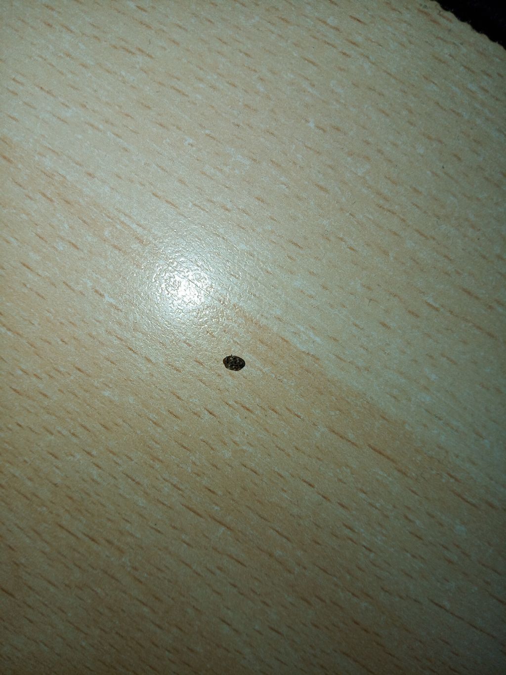Dermestidae: Anthrenus ...invadenti