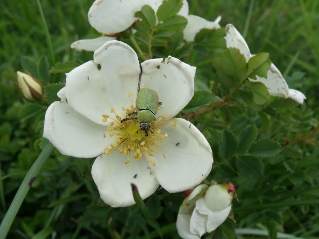 Rutelidae:  Hoplia cfr. argentea