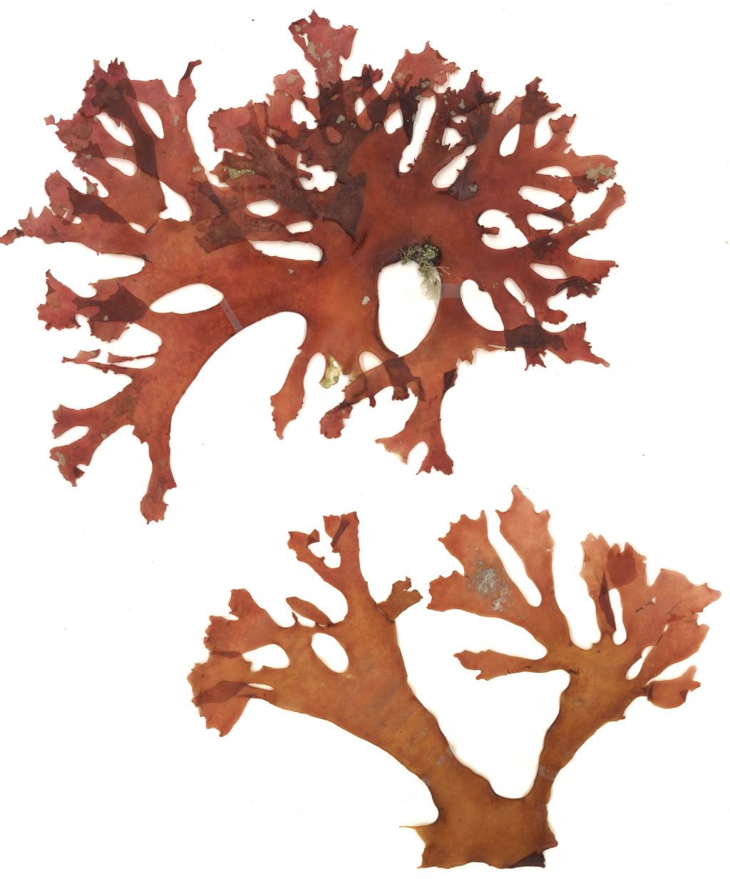 Alga rossa non identificata
