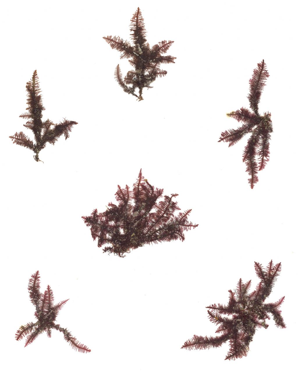 Gelidium latifolium?