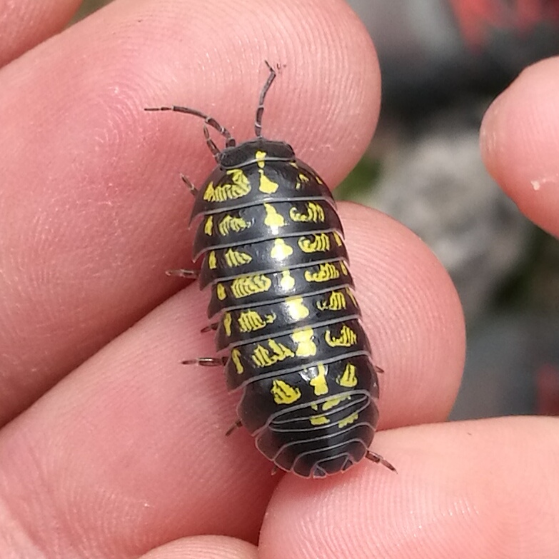 Armadillidium versicolor?