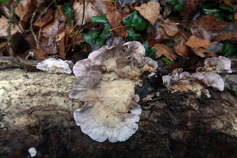 A Corticial da determinare (Chondrostereum purpureum)