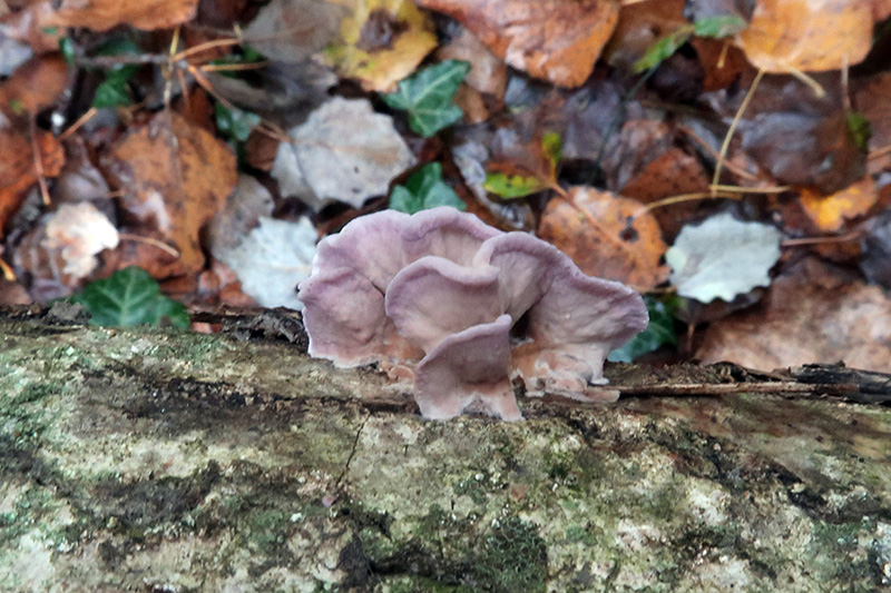 A Corticial da determinare (Chondrostereum purpureum)