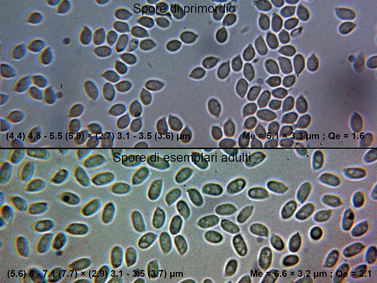 A Corticial da determinare (Chondrostereum purpureum)