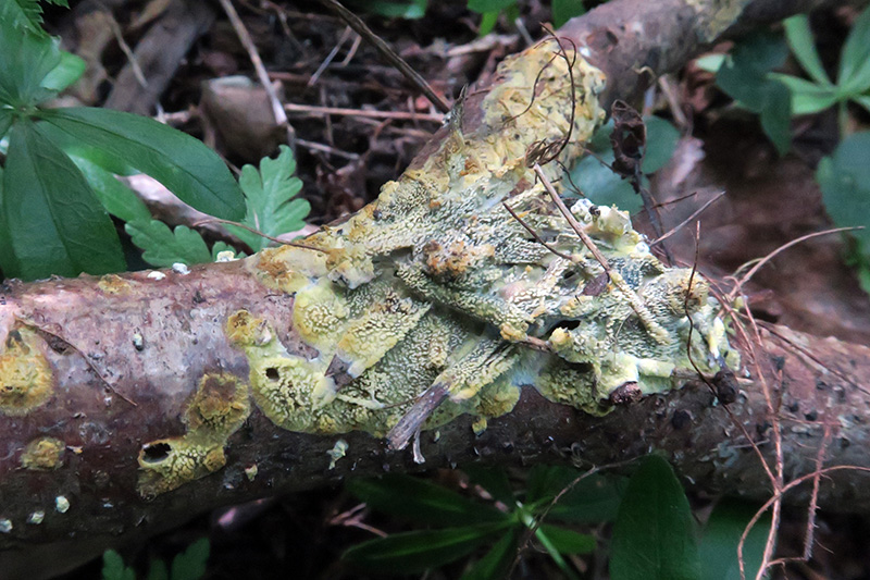 Hydnoide amarilla para determinar.