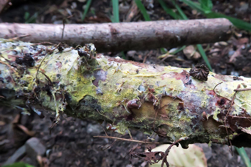 Hydnoide amarilla para determinar.