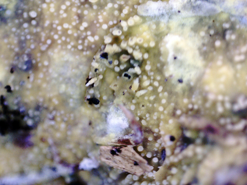 Hydnoide amarilla para determinar.