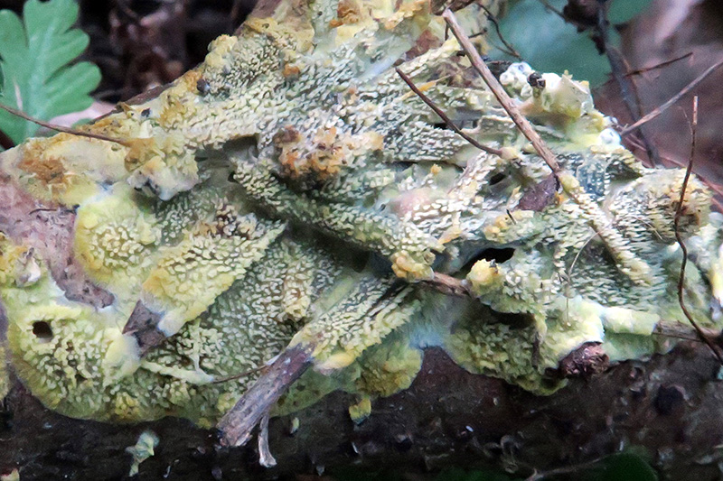 Hydnoide amarilla para determinar.