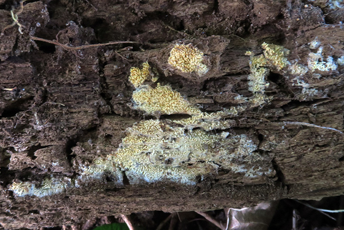 Un fungo corticale da identificare (Lindtneria leucobryophila)