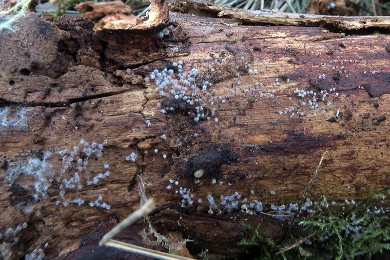 Parassita su Cribraria da identificare.