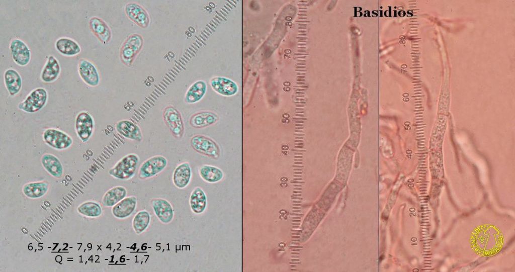 Un corticale ceroso da identificare