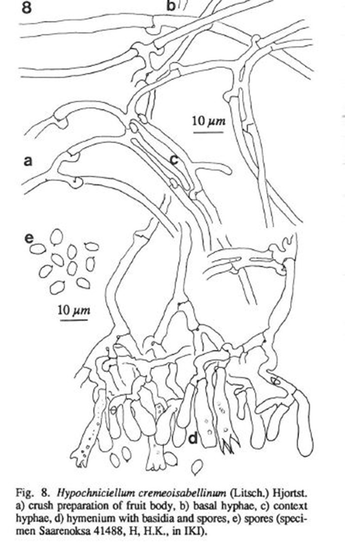 Aiuto con una corticale risuppinata.