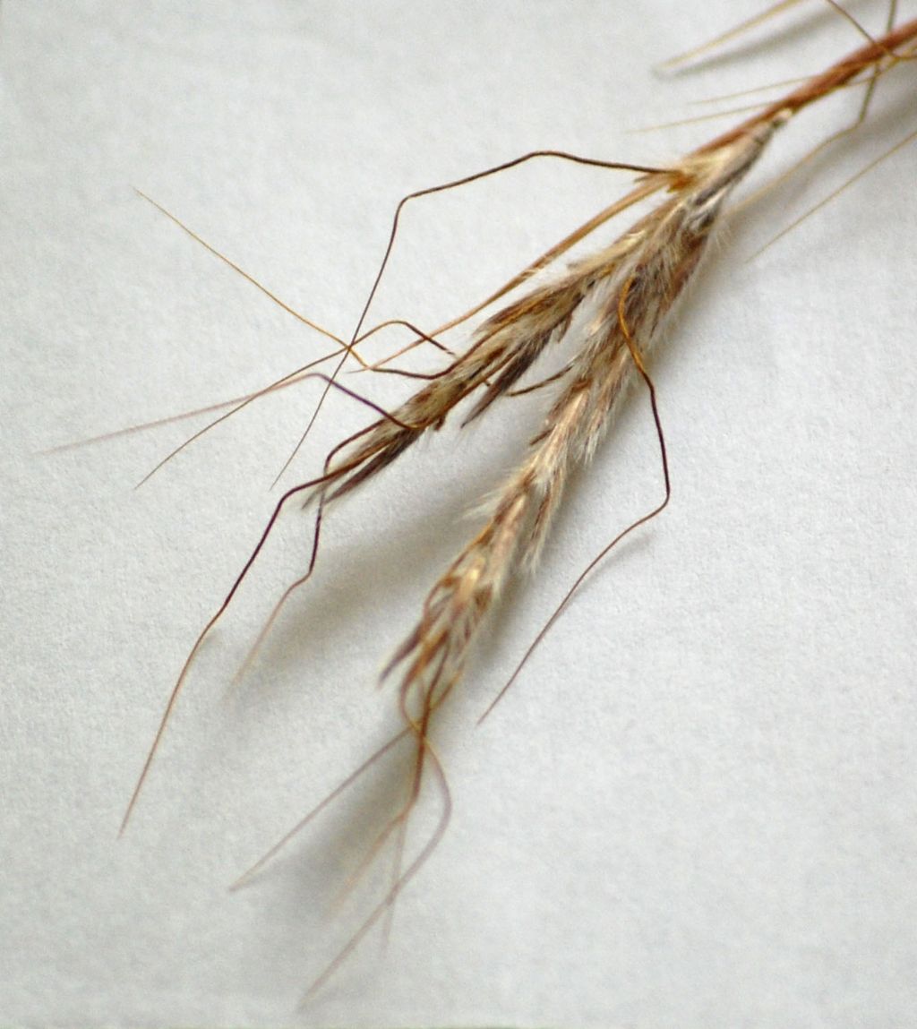Hyparrhenia sinaica
