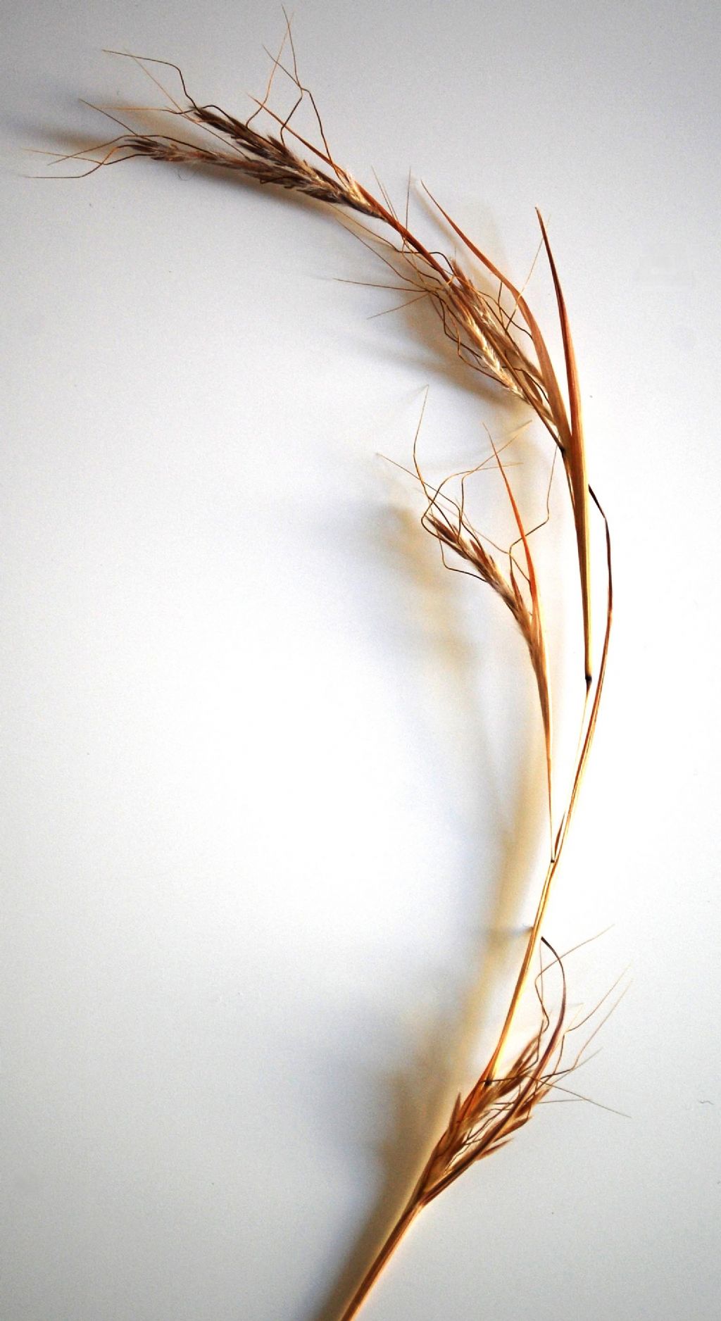 Hyparrhenia sinaica