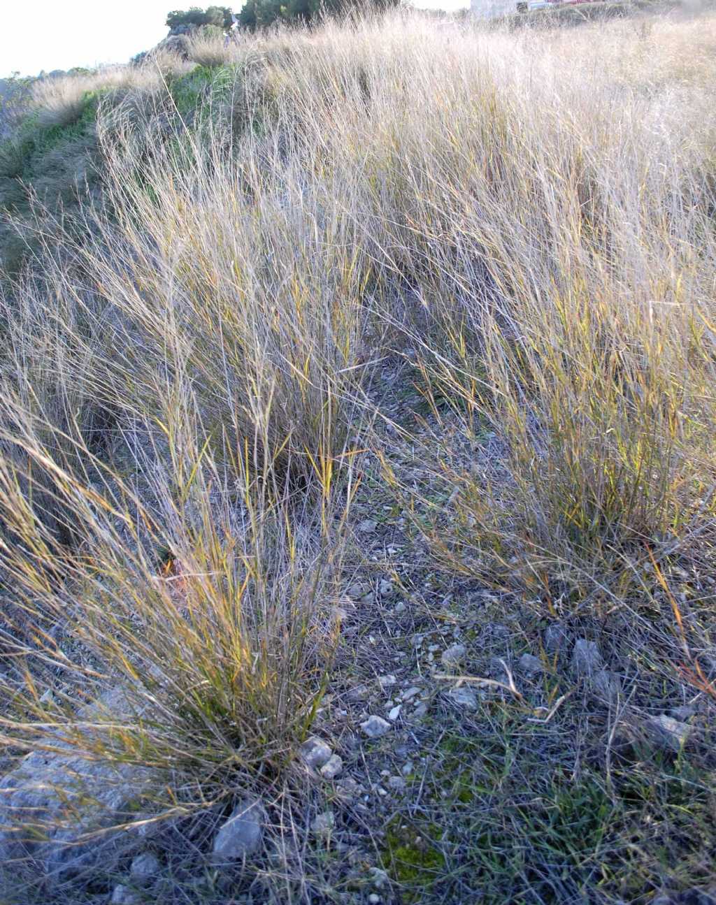 Oloptum (Piptatherum) miliaceum