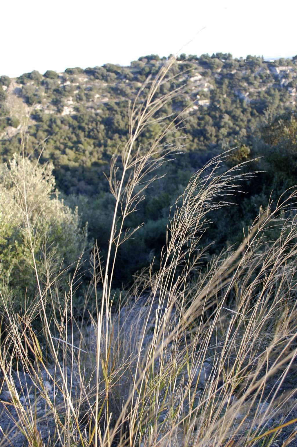 Oloptum (Piptatherum) miliaceum